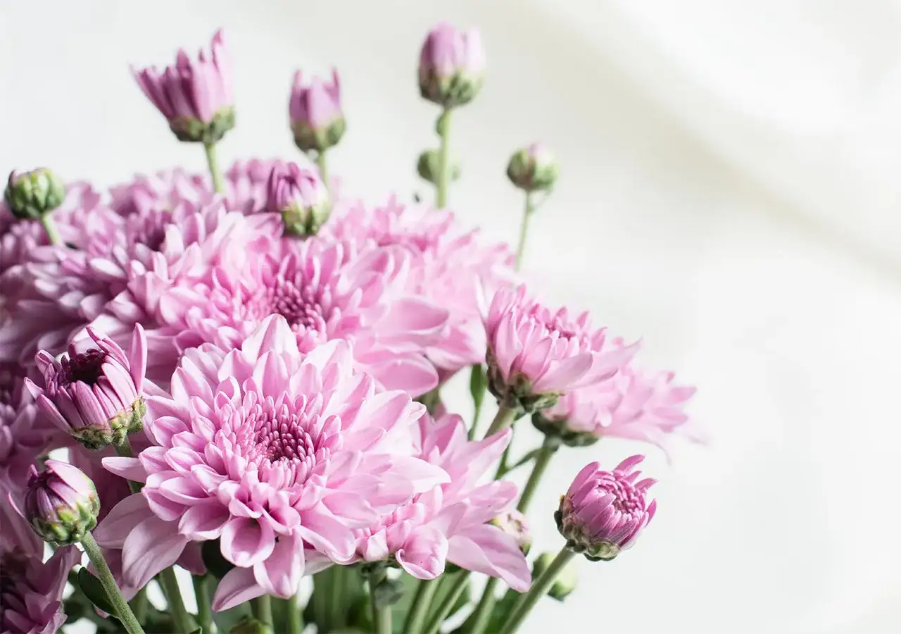 Chrysanthème et signification des couleurs - que choisir ?