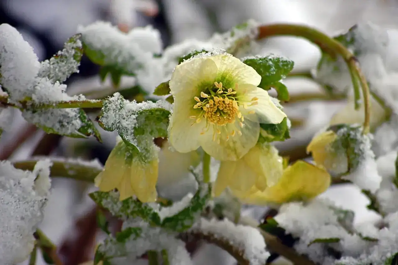 Fleurs de janvier - les meilleures plantes pour fleurir en hiver