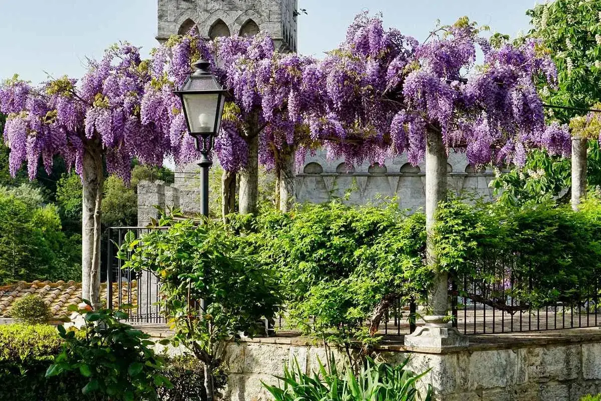 Un jardin enchanteur o&ugrave; la glycine fleur d&eacute;ploie ses cascades violettes, illumin&eacute; par un lampadaire ancien.
