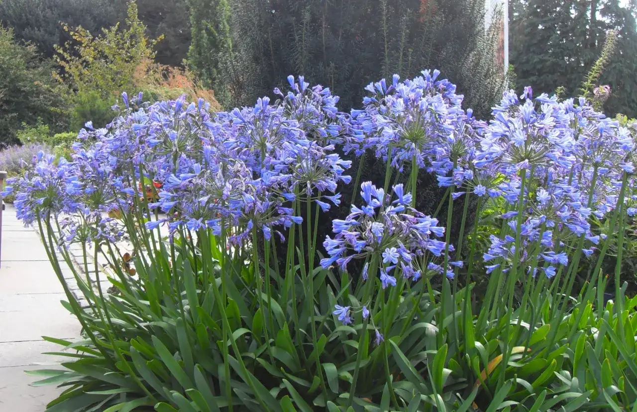 Un massif d'agapanthe fleur, aux grappes bleues &eacute;clatantes, se dresse fi&egrave;rement devant un fond verdoyant.