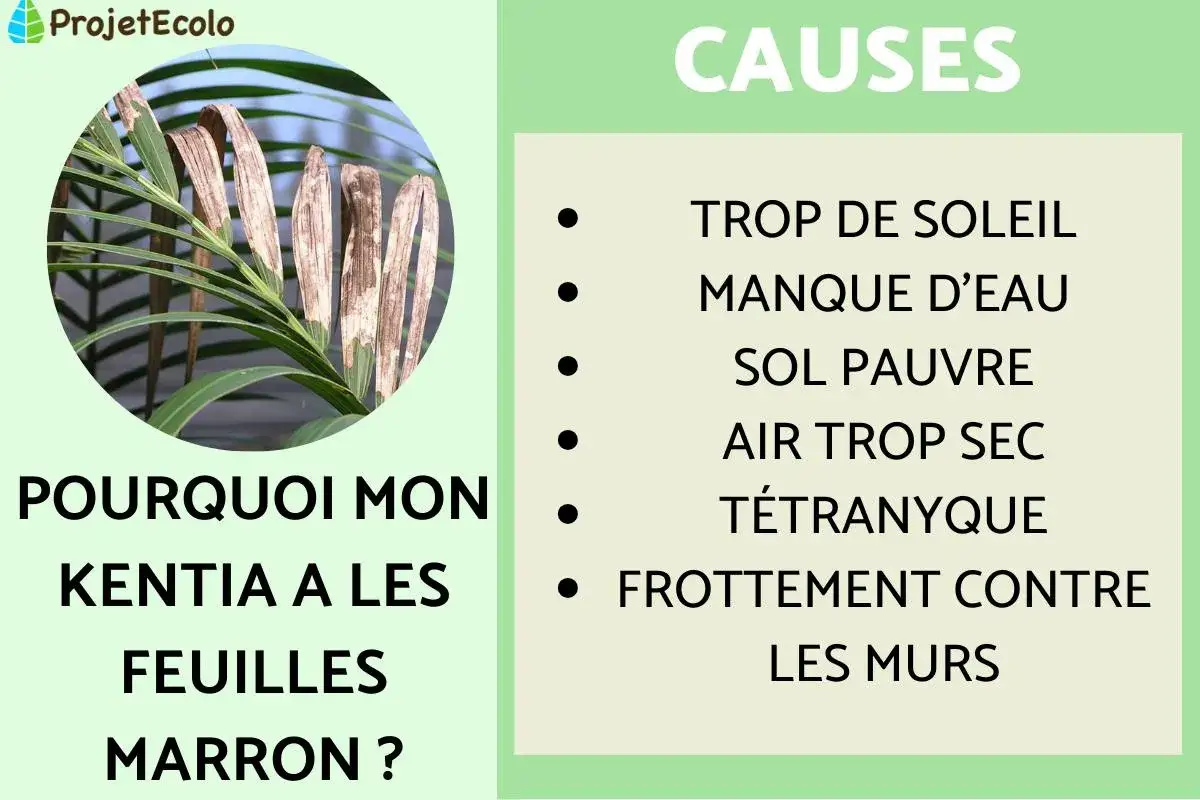 Un kentia aux feuilles marron : causes possibles (trop de soleil, manque d'eau, sol pauvre, air sec, t&eacute;tranyque, frottement).