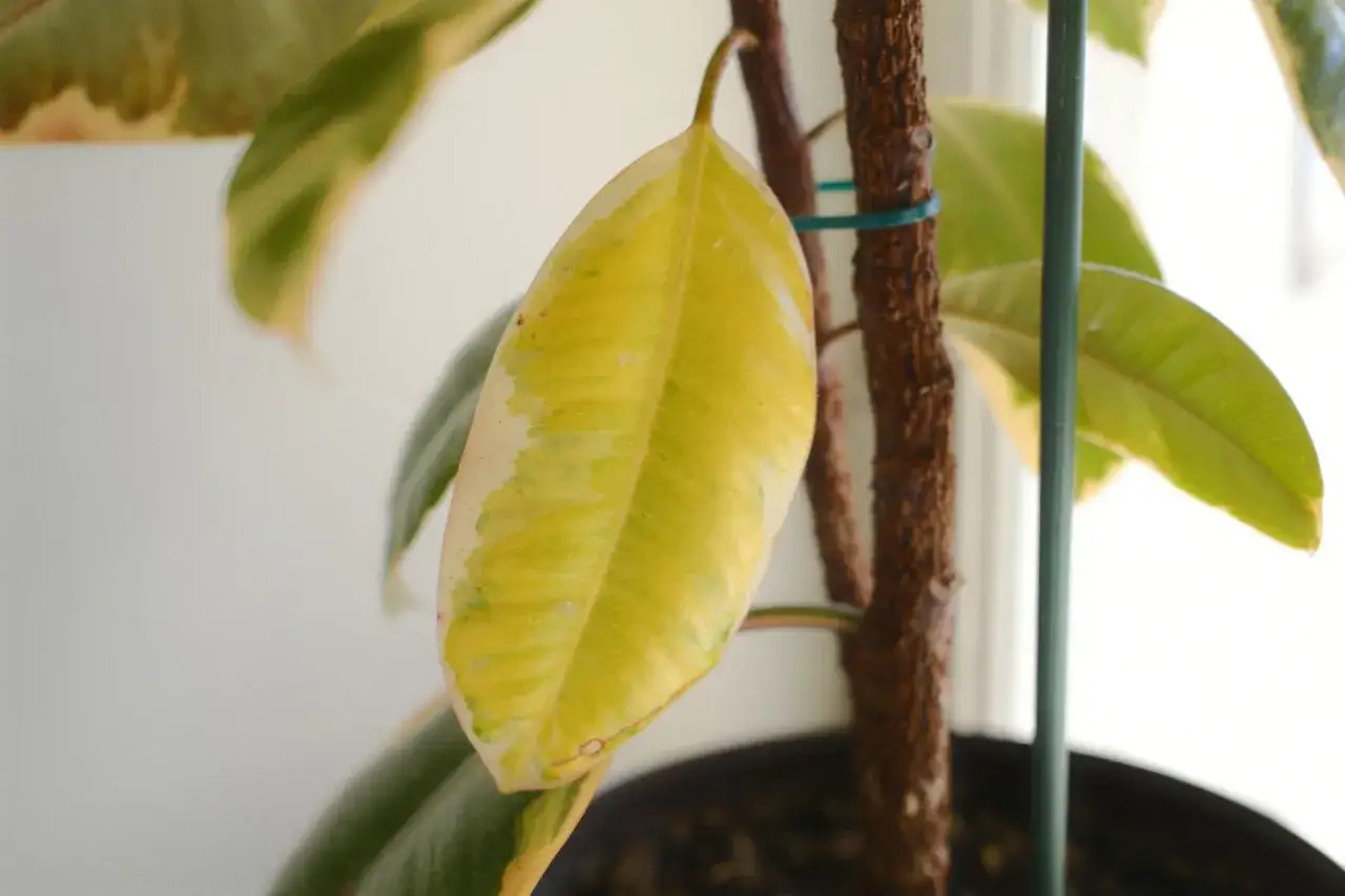 Mon ficus a perdu toutes ses feuilles, que faire ? Une feuille jaune et p&acirc;le pend tristement de la tige.