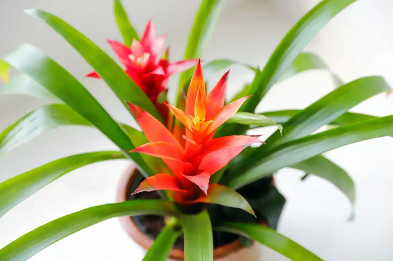 Une belle fleur intérieure aux couleurs vives, orange et rouge, avec de longues feuilles vertes.