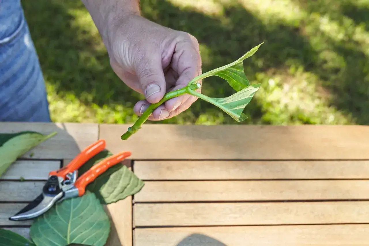 Main tenant une bouture verte, pr&ecirc;t &agrave; la planter. Des cisailles de jardin orange sont pos&eacute;es sur une table en bois. Apprenez comment faire une bouture.