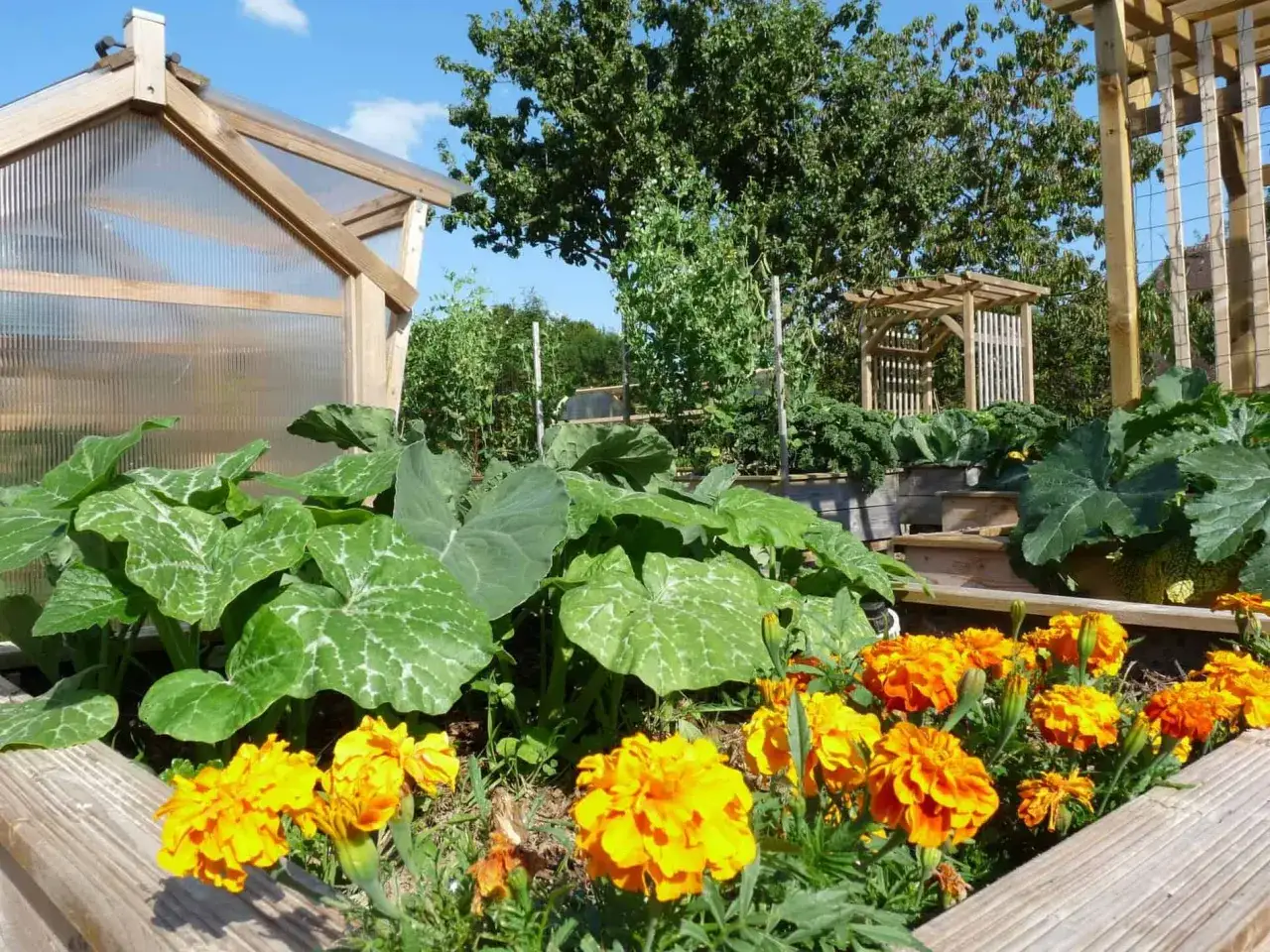 Un potager luxuriant avec des courges, des choux et des &oelig;illets d'Inde &eacute;clatants. Une serre en bois et une tonnelle compl&egrave;tent ce paysage verdoyant.