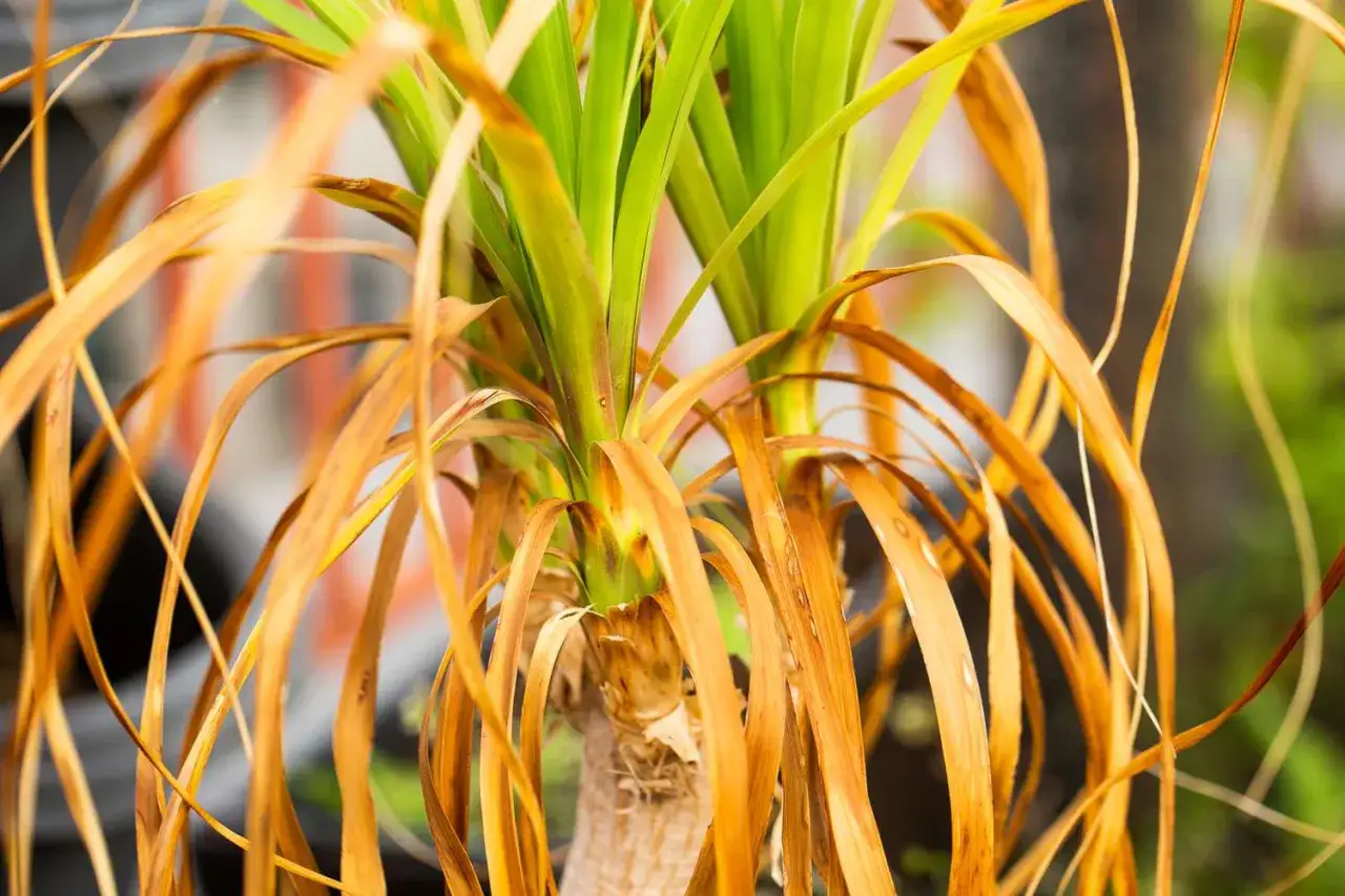 Plantes aux feuilles jaunes et s&egrave;ches, contrastant avec les nouvelles pousses vertes. Un signe de d&eacute;shydratation ou de manque de nutriments.