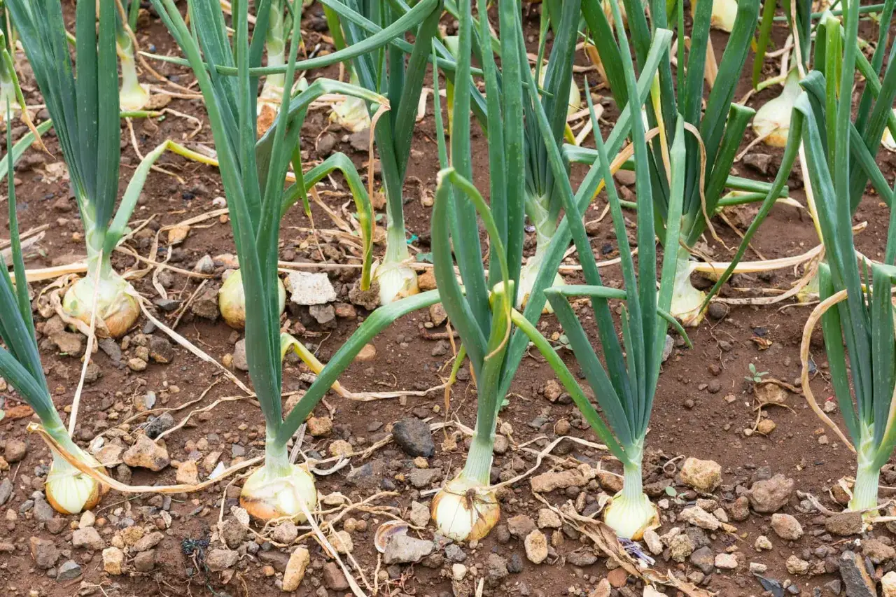 Des oignons blancs poussent dans la terre. Il est temps de savoir quand repiquer les oignons blancs pour une r&eacute;colte abondante.