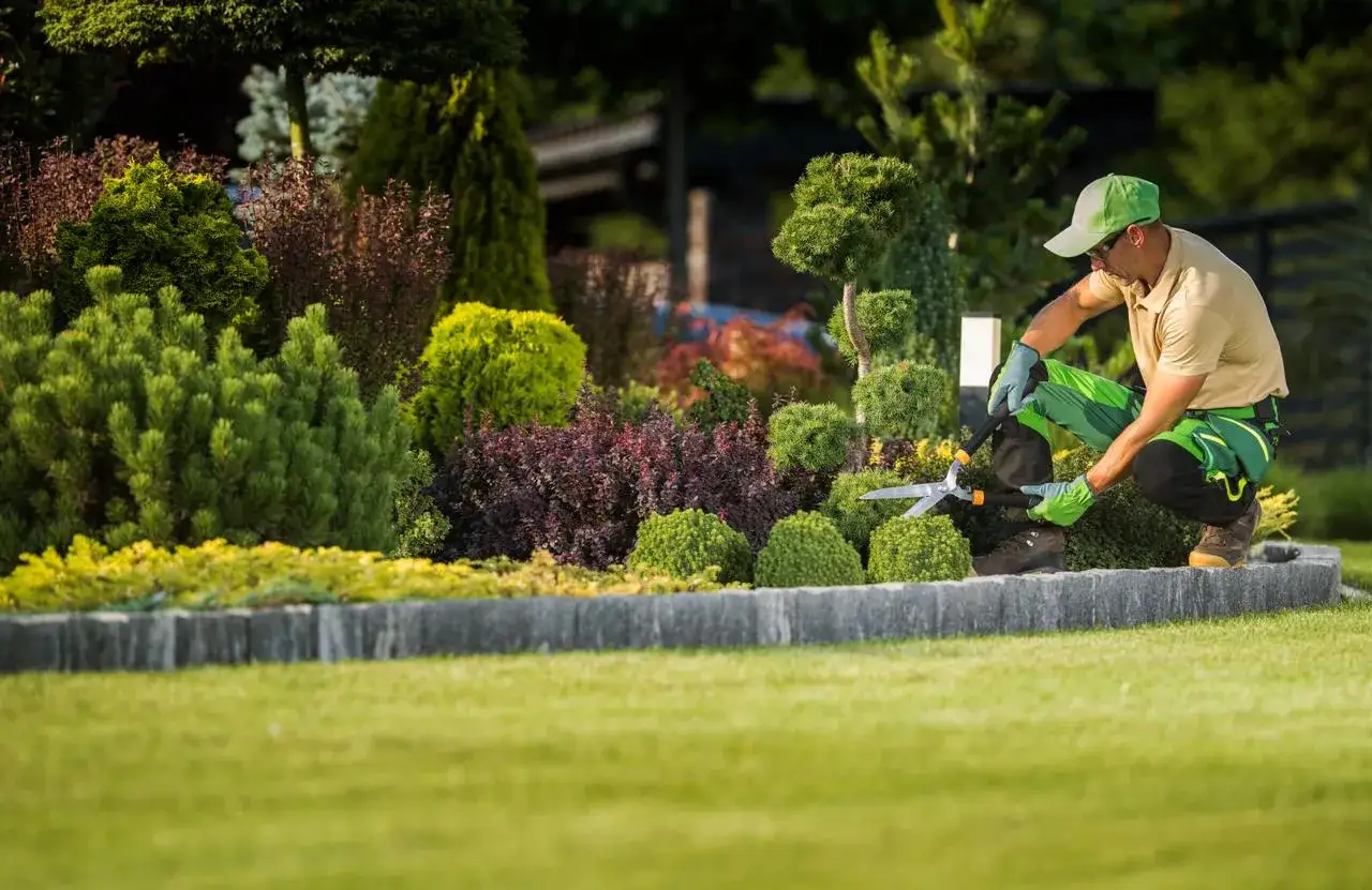 Un jardinier taille un arbuste persistant dans un jardin luxuriant.