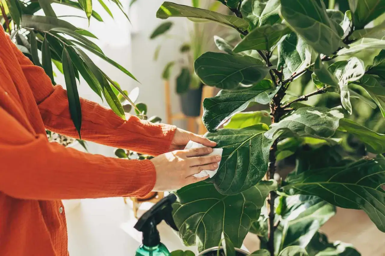 Une personne nettoie d&eacute;licatement les grandes feuilles d'une plante d'int&eacute;rieur avec un chiffon humide. Apprenez comment nettoyer les feuilles des plantes pour qu'elles respirent mieux.