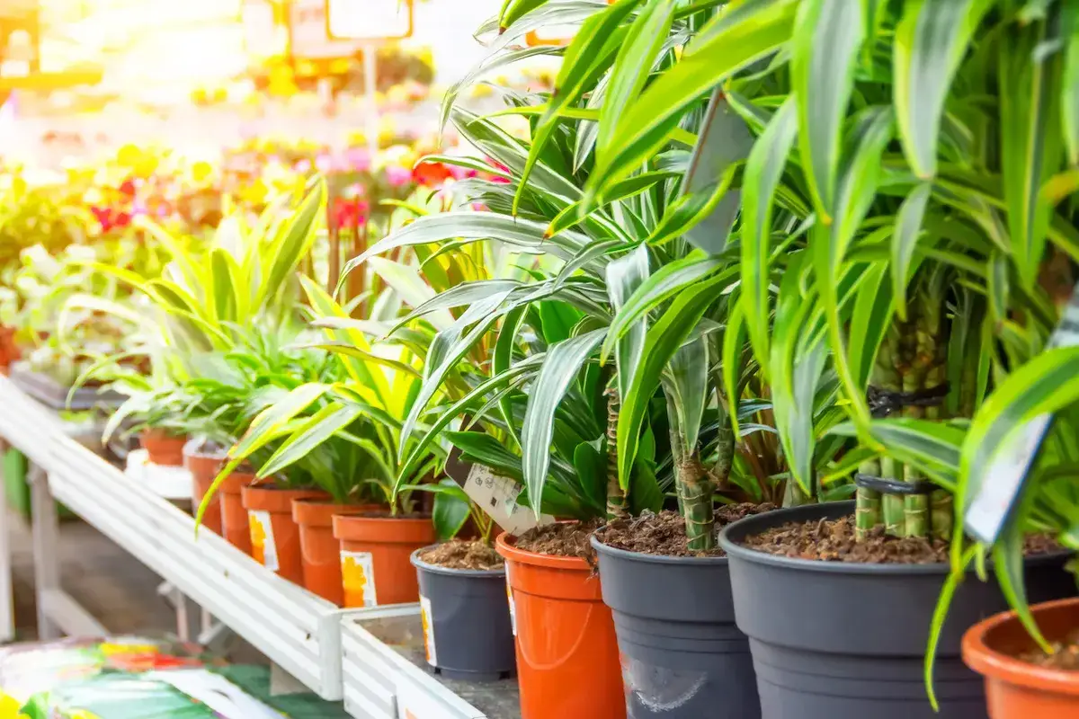 Divers types de dracaena align&eacute;s sur une &eacute;tag&egrave;re, leurs longues feuilles vertes et jaunes baign&eacute;es de soleil.