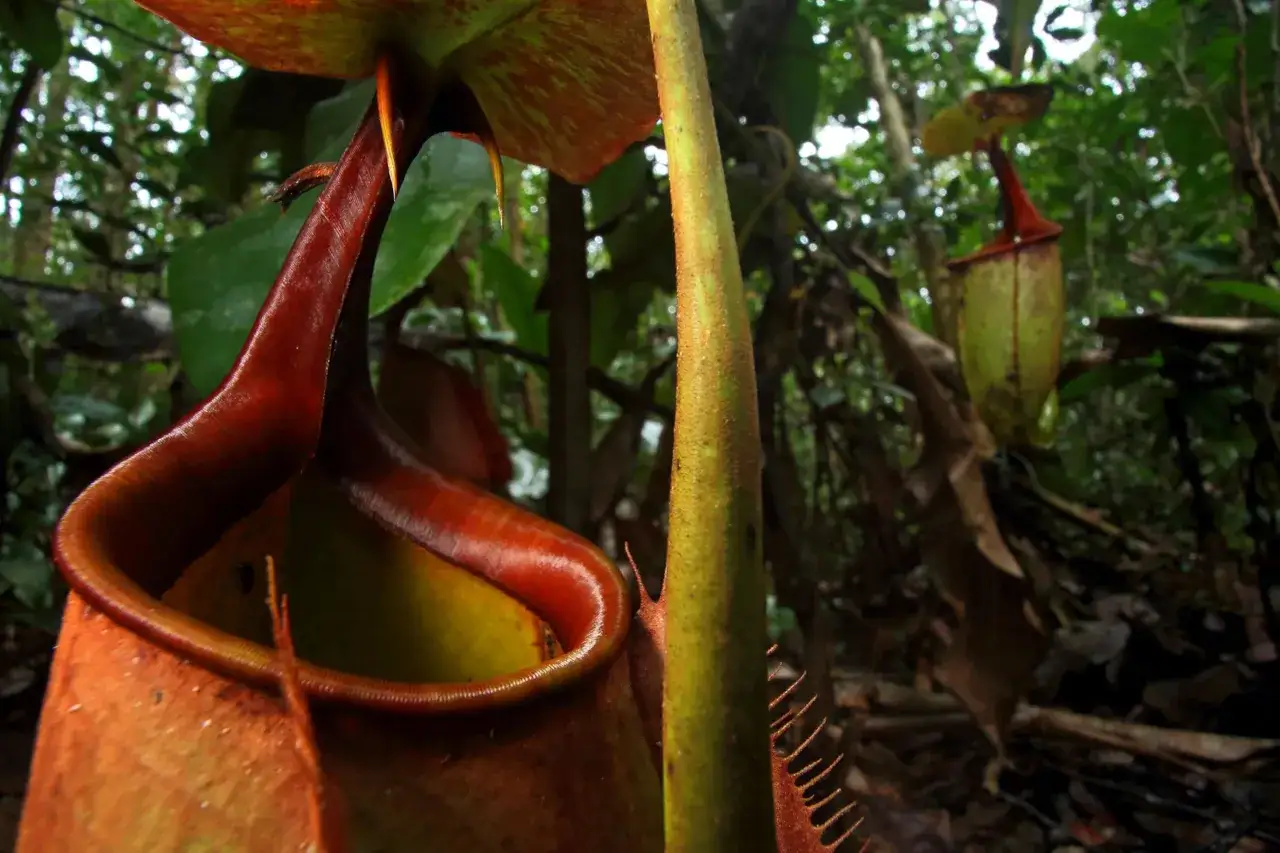 Gros plan sur une plante carnivore, peut-&ecirc;tre la plante carnivore la plus grande du monde, avec ses urnes rouges et vertes dans une for&ecirc;t luxuriante.