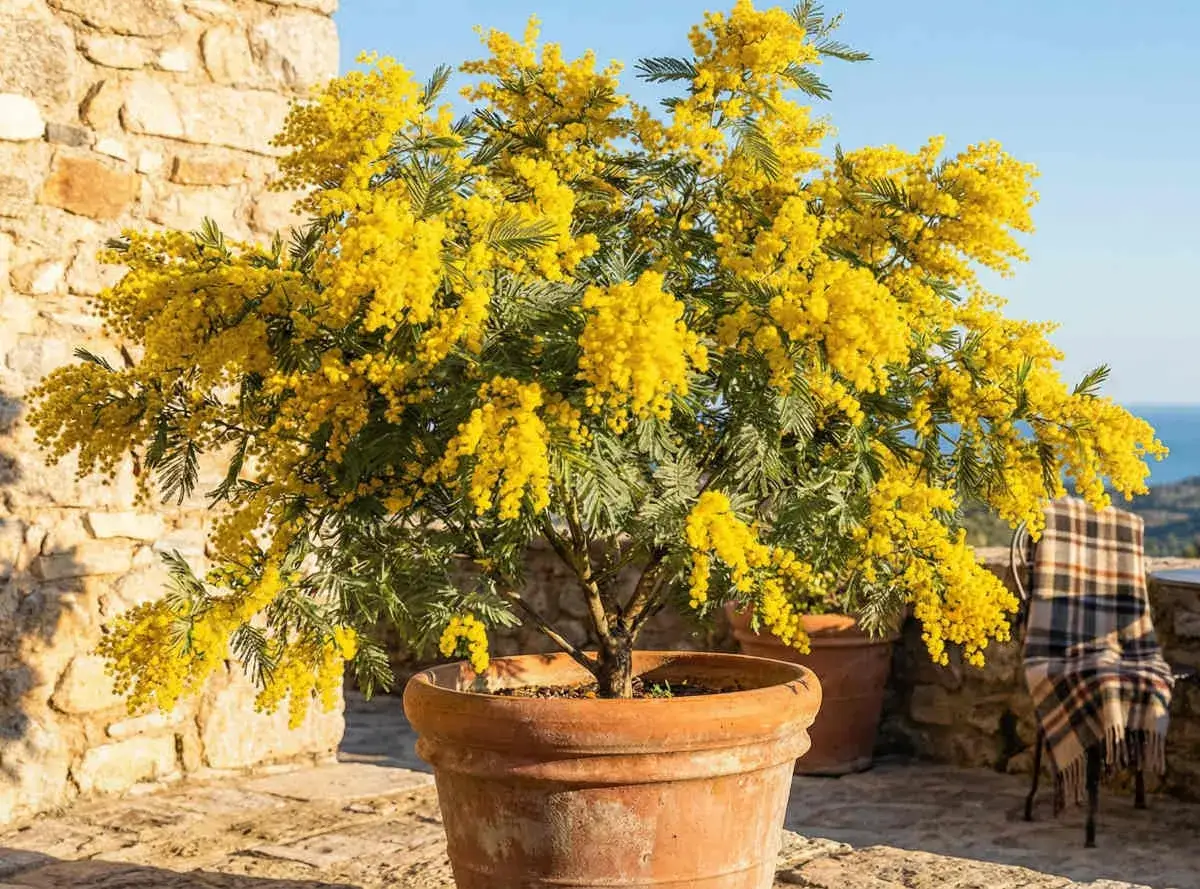 Un mimosa &eacute;clatant de fleurs jaunes, pr&ecirc;t &agrave; &ecirc;tre plant&eacute; en pleine terre. Un guide pour comment planter un mimosa en pleine terre.