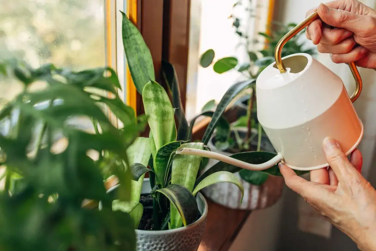 Arrosage plantes d'int&eacute;rieur : une main verse d&eacute;licatement de l'eau sur une plante serpent pr&egrave;s d'une fen&ecirc;tre.