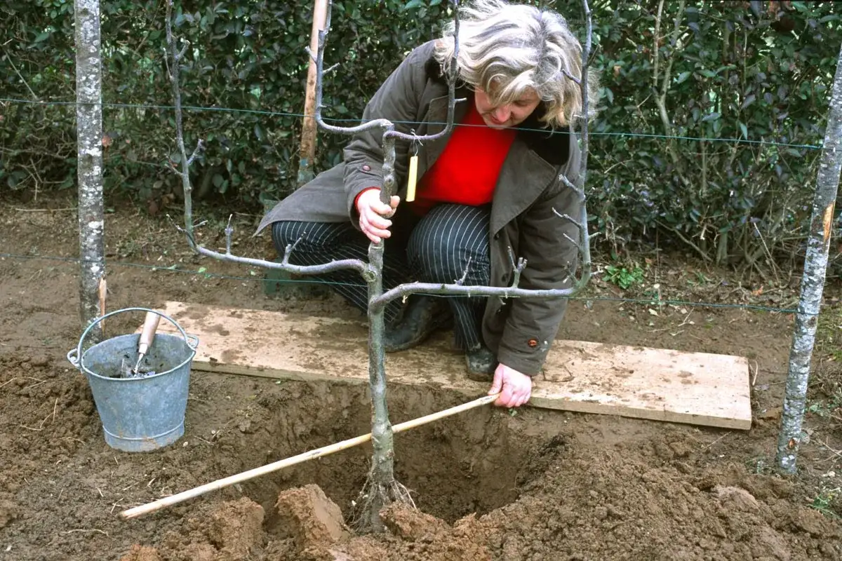 Une femme plante un jeune arbre fruitier. C'est le bon moment pour savoir quand planter arbre fruitier.