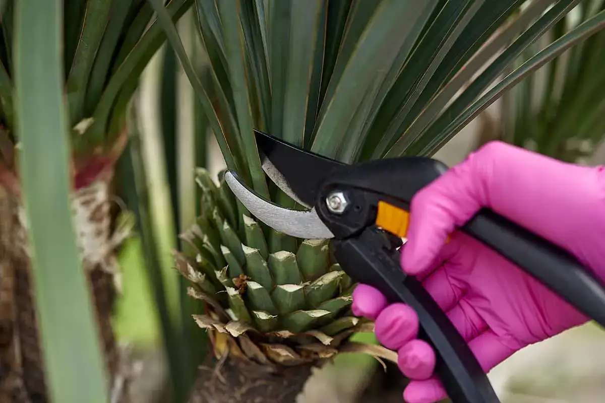 Main tenant avec des gants roses pour tailler un yucca, coupant des feuilles s&egrave;ches avec des s&eacute;cateurs.