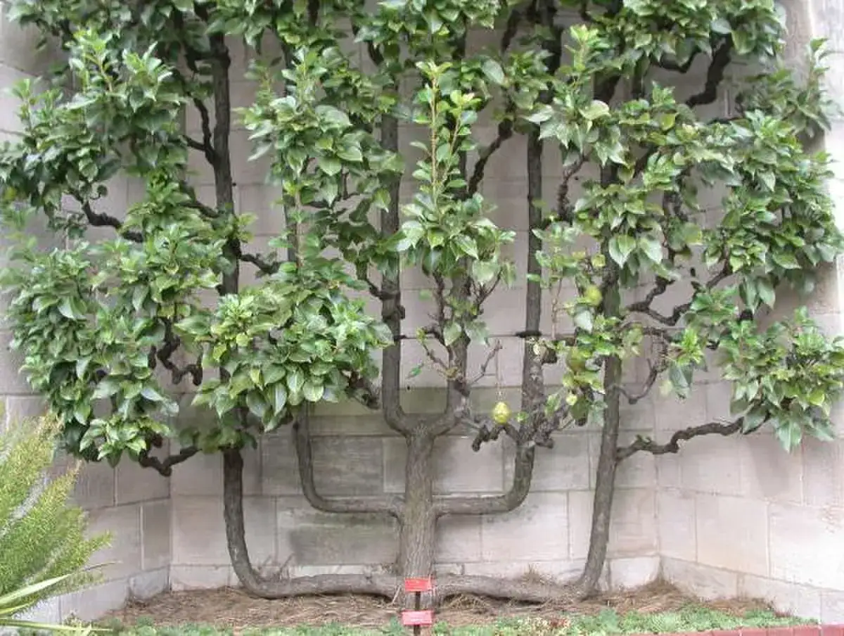 Un pommier paliss&eacute;, fruit de l'entretien, s'&eacute;panouit contre un mur de pierre. Ses branches s'&eacute;tendent en &eacute;ventail, pr&ecirc;tes pour la r&eacute;colte.