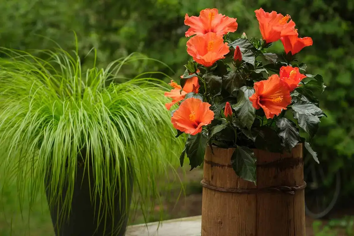 Un magnifique hibiscus orange pr&ecirc;t &agrave; &ecirc;tre plant&eacute; dans son pot en bois rustique, &agrave; c&ocirc;t&eacute; d'une touffe d'herbe verte luxuriante.