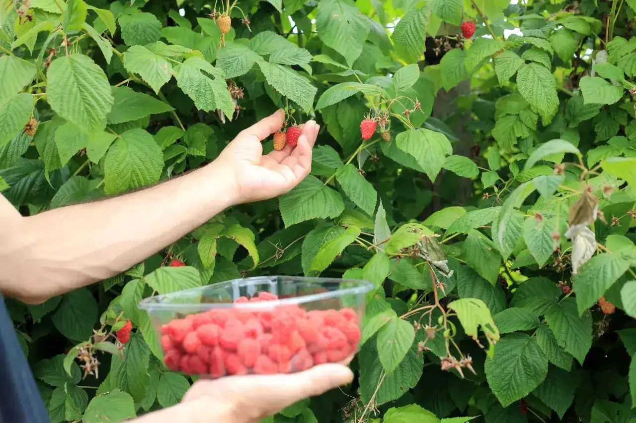 Main d'une personne cueillant des framboises m&ucirc;res dans un buisson luxuriant. Un bol transparent rempli de framboises est tenu en bas. L'entretien du framboisier est essentiel pour une r&eacute;colte abondante.