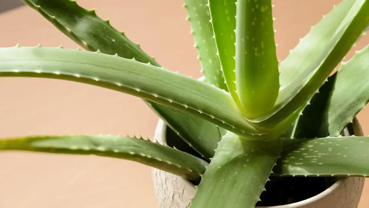Gros plan sur un plant d'aloe vera aux feuilles vertes et charnues, pr&ecirc;t pour son rempotage.