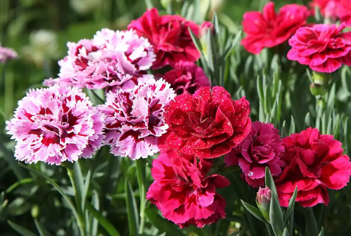 Un bouquet de fleurs &oelig;illets roses et rouges, certaines mouchet&eacute;es de blanc, se dresse fi&egrave;rement dans un jardin verdoyant.
