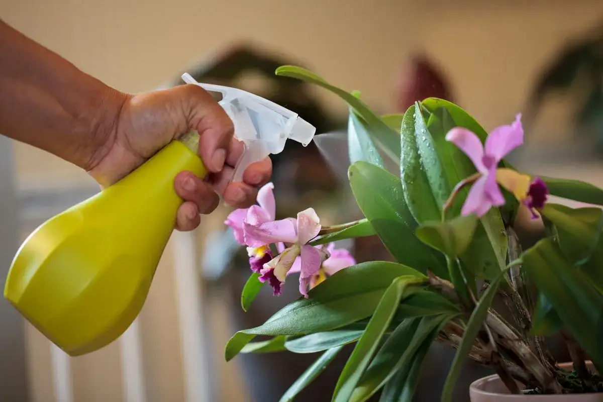 Maintenant, je sais comment faire refleurir une orchid&eacute;e : vaporisation douce des feuilles pour un soin optimal.