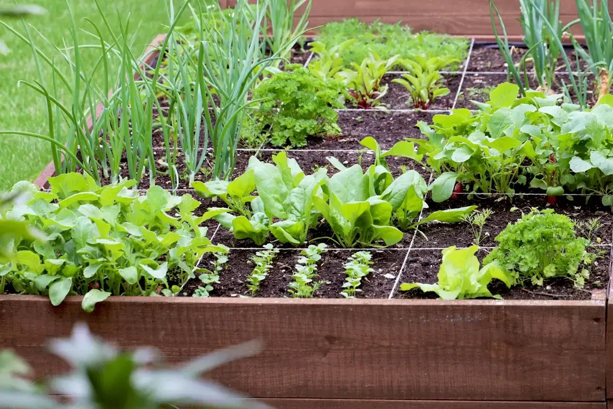 Un potager carr&eacute; bien organis&eacute;, id&eacute;al pour un plan potager d&eacute;butant. On y voit des oignons, des &eacute;pinards, des radis et de la laitue.