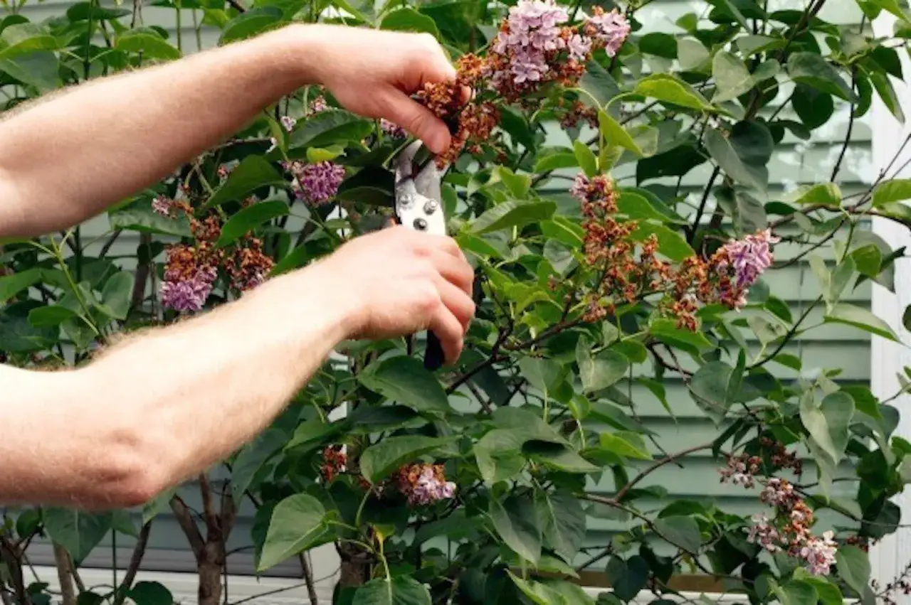 Des mains coupent des fleurs fan&eacute;es du lilas des indes. Faut-il couper les fleurs fan&eacute;es du lilas des indes pour une meilleure floraison ?