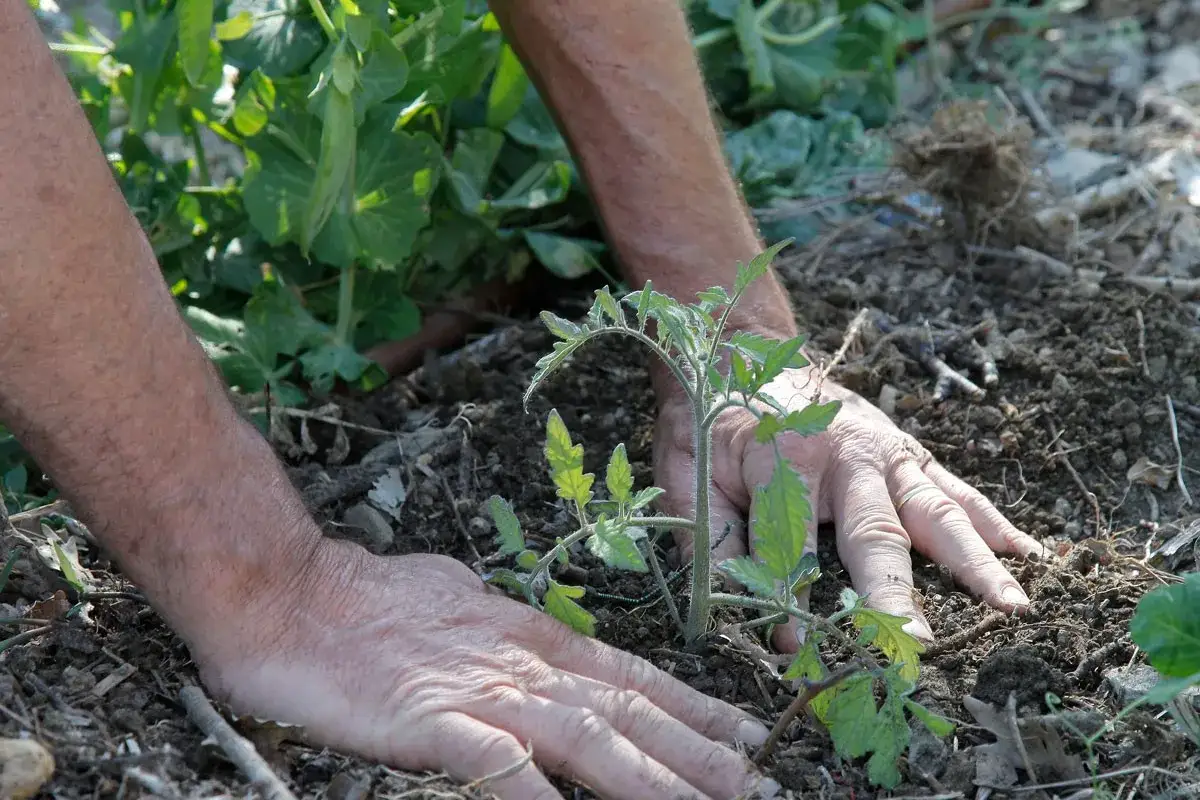 Mains expertes guidant une jeune pousse de tomate dans la terre. Apprenez comment planter des tomates en pleine terre pour un jardin florissant.
