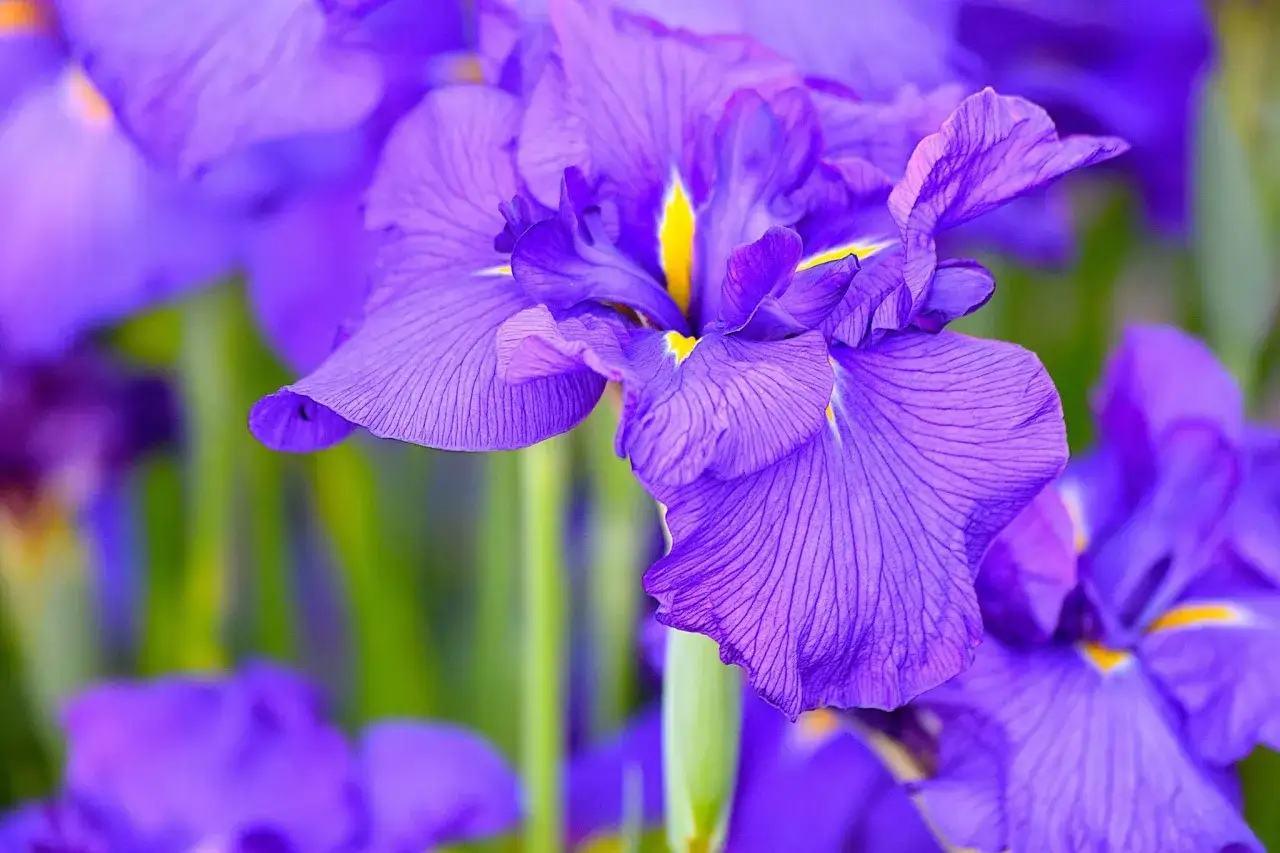 Gros plan sur une magnifique iris fleur, ses p&eacute;tales d'un violet profond et vein&eacute; de jaune &eacute;clatant se d&eacute;ploient gracieusement.