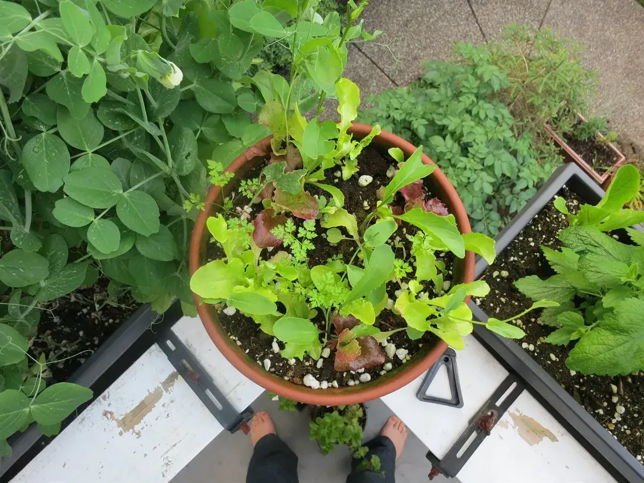 Salade et persil en pot, parfaits &agrave; planter en avril. &Agrave; c&ocirc;t&eacute;, des plants de pois et de menthe.