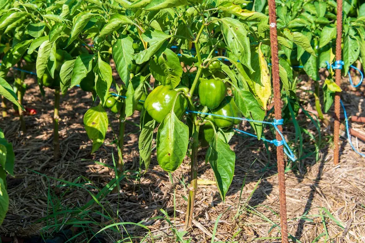 Plante de poivrons verts, soutenue par des tuteurs rouillés et du fil bleu. La distance entre chaque plant de poivron est bien respectée pour une croissance optimale.