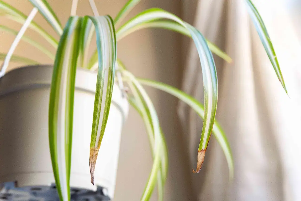 Chlorophytum comosum aux feuilles vertes et blanches, dont les pointes brunissent, dans un pot blanc.