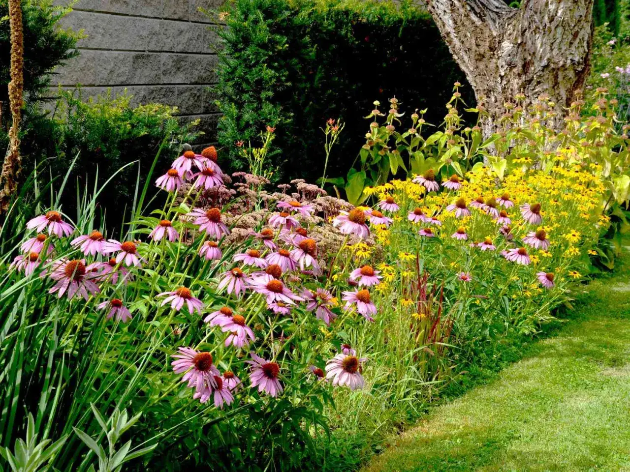 Magnifique jardin fleuri avec des &eacute;chinac&eacute;es roses et des rudbeckias jaunes, des plantes plein soleil sans arrosage, bordant une pelouse verte.