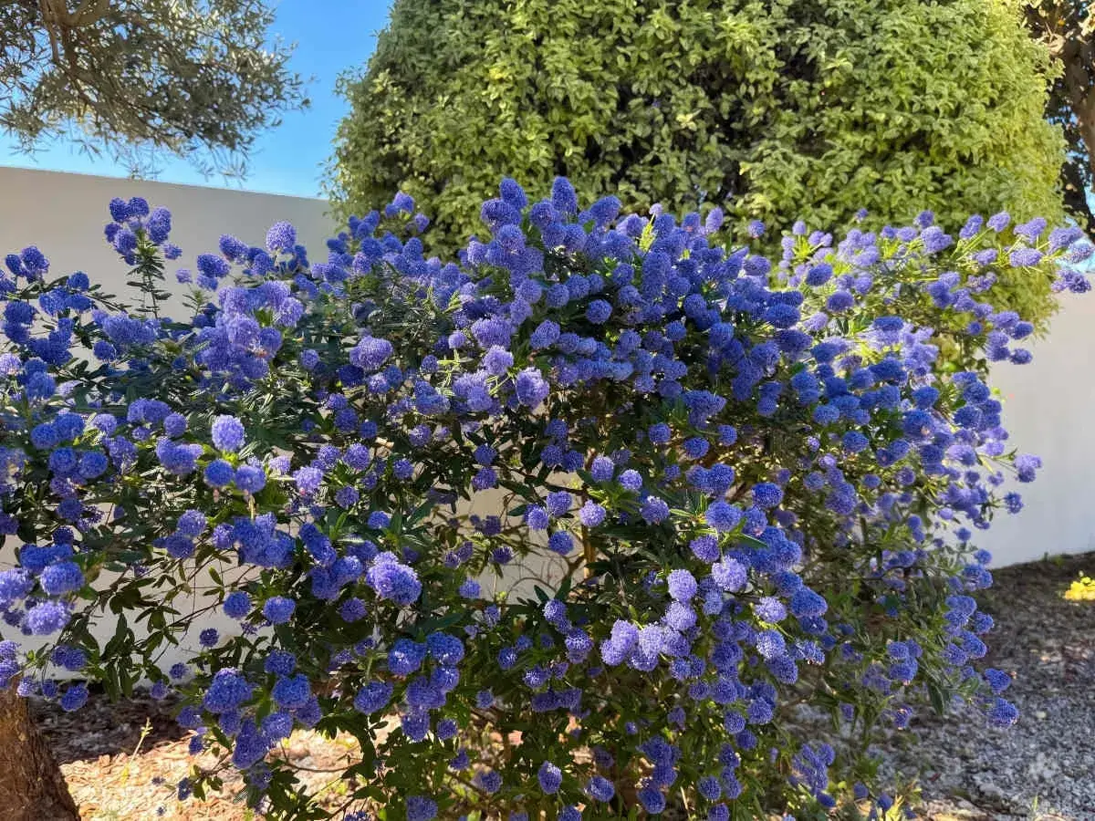 Un buisson de ceanothe rampant, couvert de grappes de fleurs bleues vives, se dresse sous un ciel bleu clair.