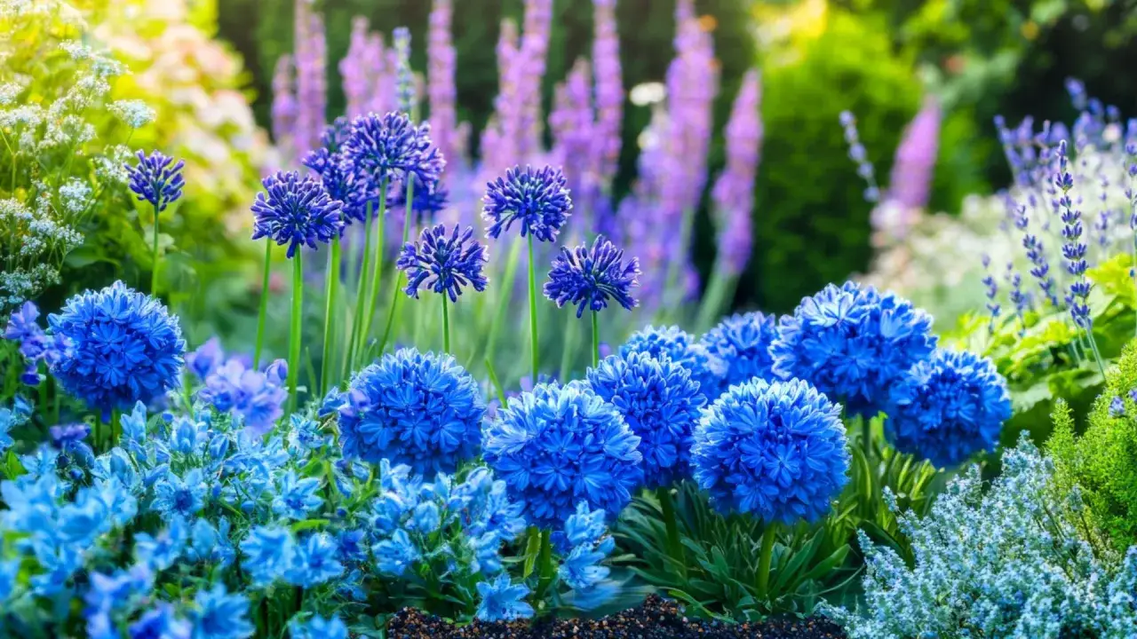 Jardin printanier éclatant de bleu avec des agapanthes, la fleur du mois d'avril, et des lavandes en arrière-plan.