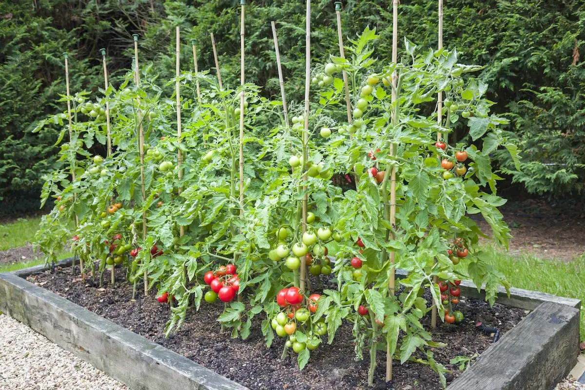 Un potager avec plusieurs pieds de tomate bien soutenus par des tuteurs en bambou. Les fruits sont verts et rouges, promettant une belle récolte.