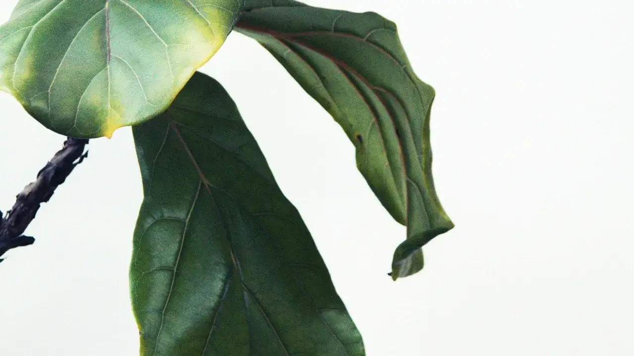 Feuilles vertes et jaunes d'une plante d'int&eacute;rieur, peut-&ecirc;tre un ficus lyrata. Le jaunissement des bords peut indiquer pourquoi ma plante perd ses feuilles.