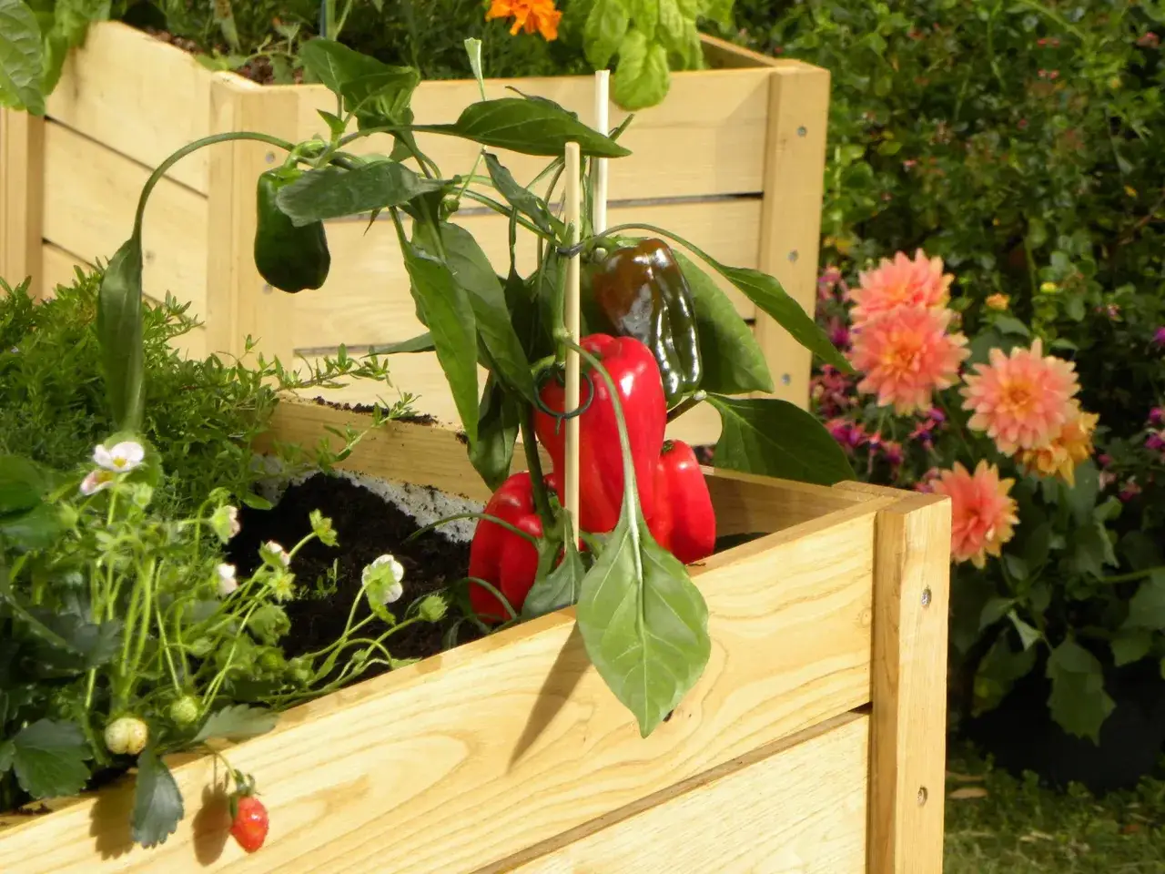 Un pied de poivron rouge et vert dans une jardinière en bois, avec des fraises et des fleurs roses en arrière-plan.