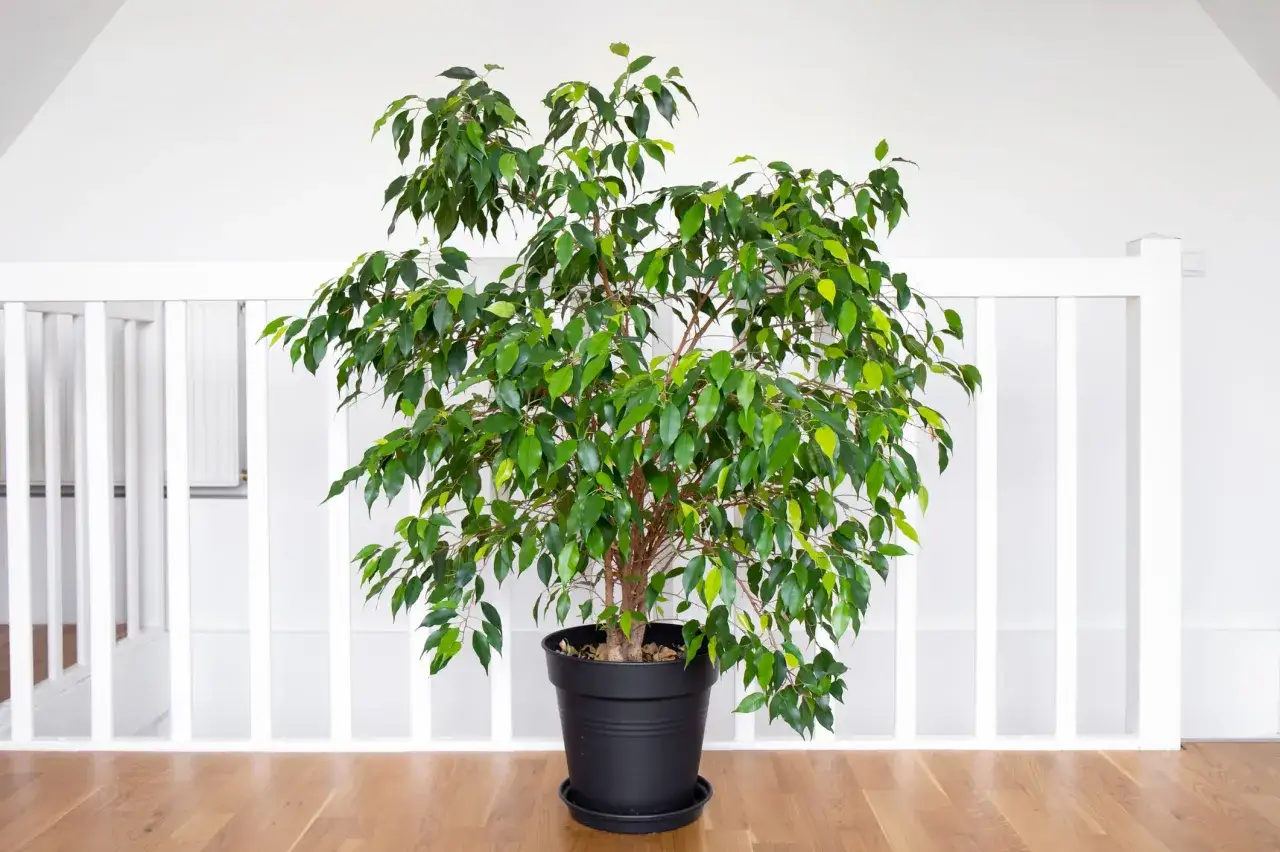 Un grand ficus aux feuilles vertes luxuriantes tr&ocirc;ne dans un pot noir sur un parquet en bois, devant une balustrade blanche.