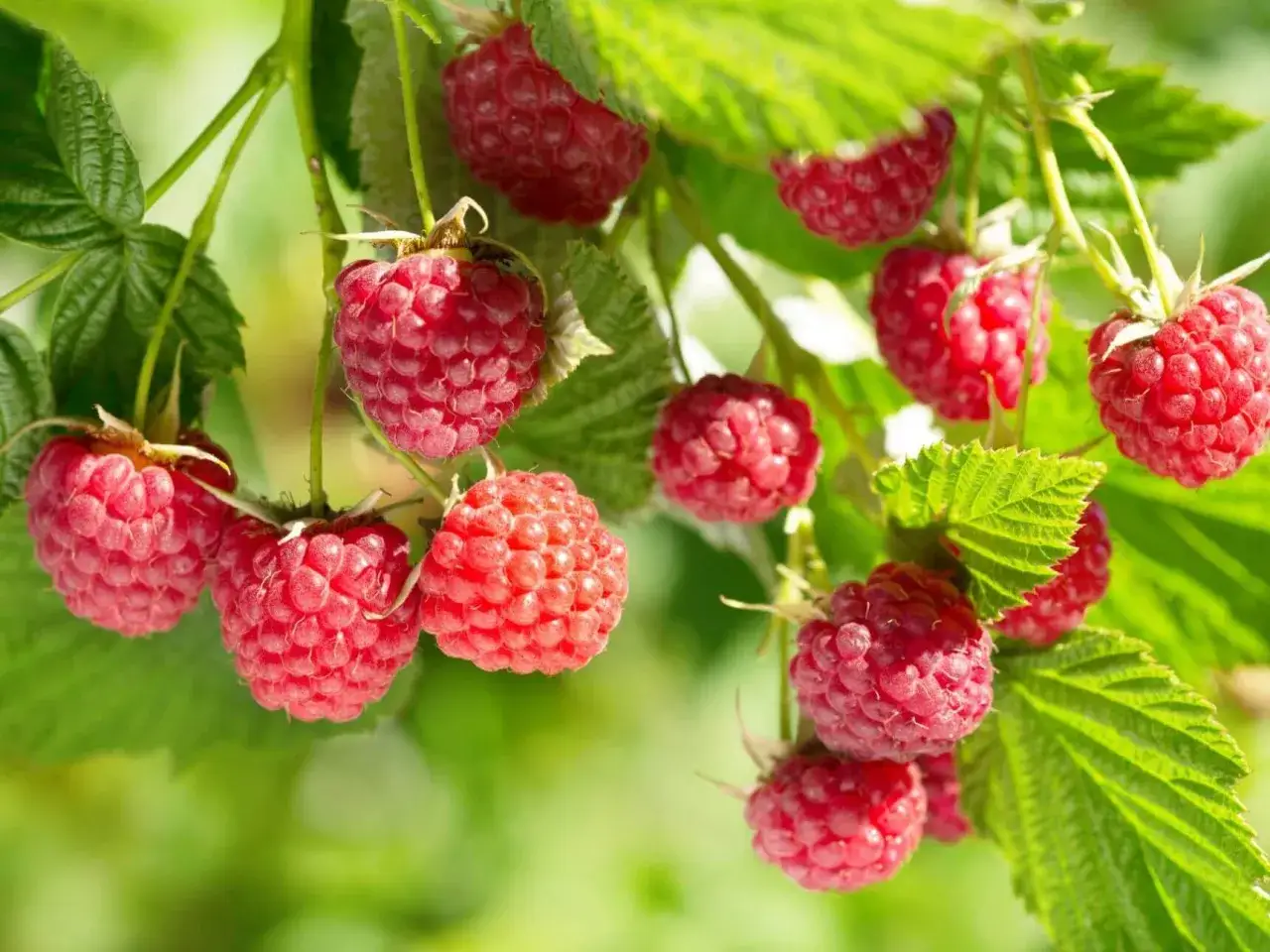 Gros plan sur des framboises m&ucirc;res et juteuses sur une branche, pr&ecirc;tes &agrave; &ecirc;tre cueillies. Un d&eacute;lice &agrave; planter framboisier.