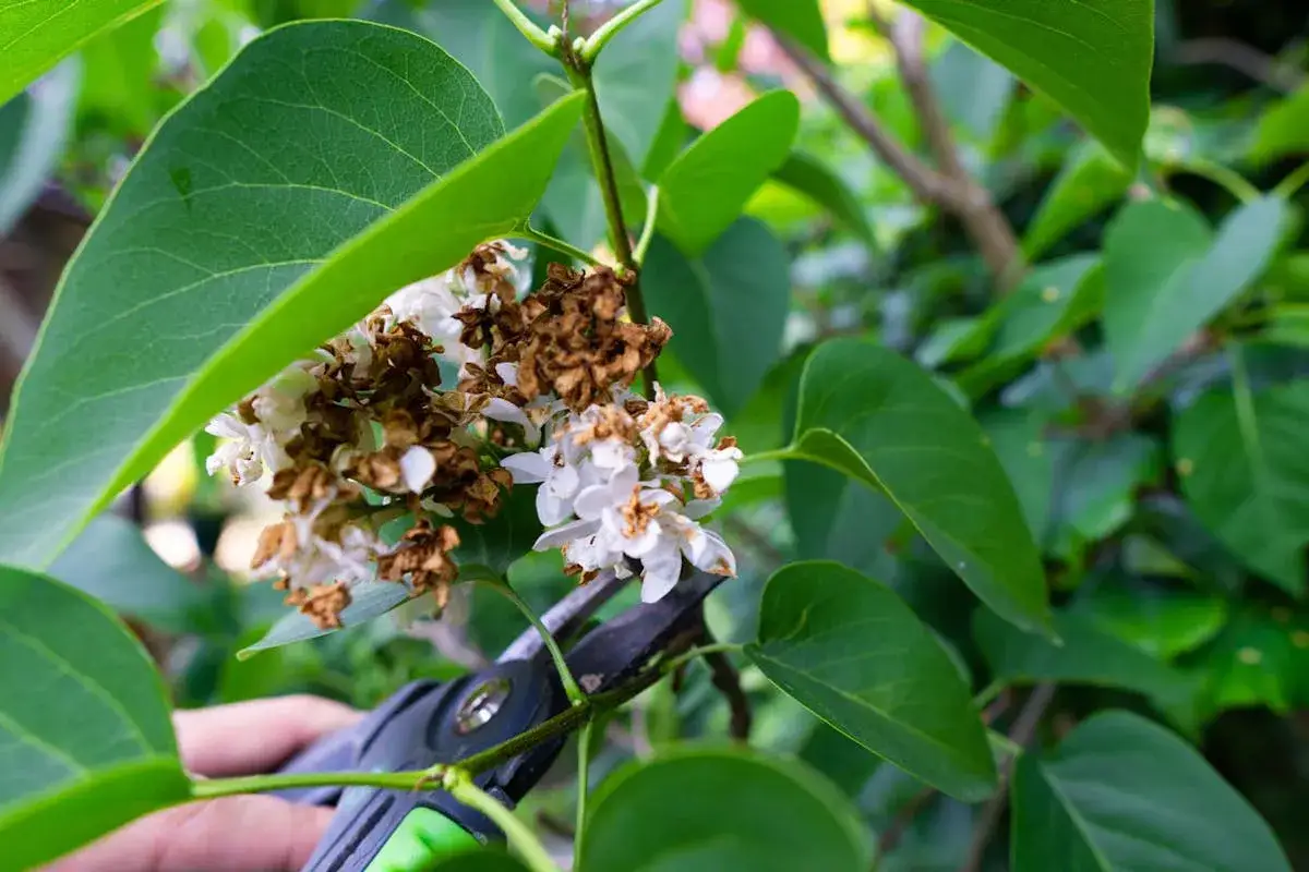 Maintenant, quand tailler le lilas : des fleurs fan&eacute;es et des feuilles vertes entourent un s&eacute;cateur pr&ecirc;t &agrave; agir.