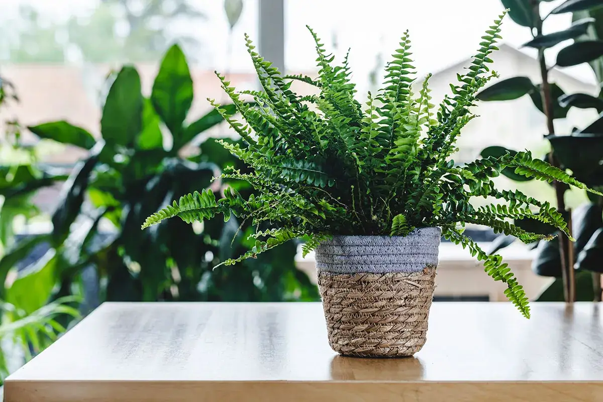Une belle foug&egrave;re int&eacute;rieur, luxuriante et verte, dans un pot tress&eacute;, apporte une touche de nature &agrave; la pi&egrave;ce.