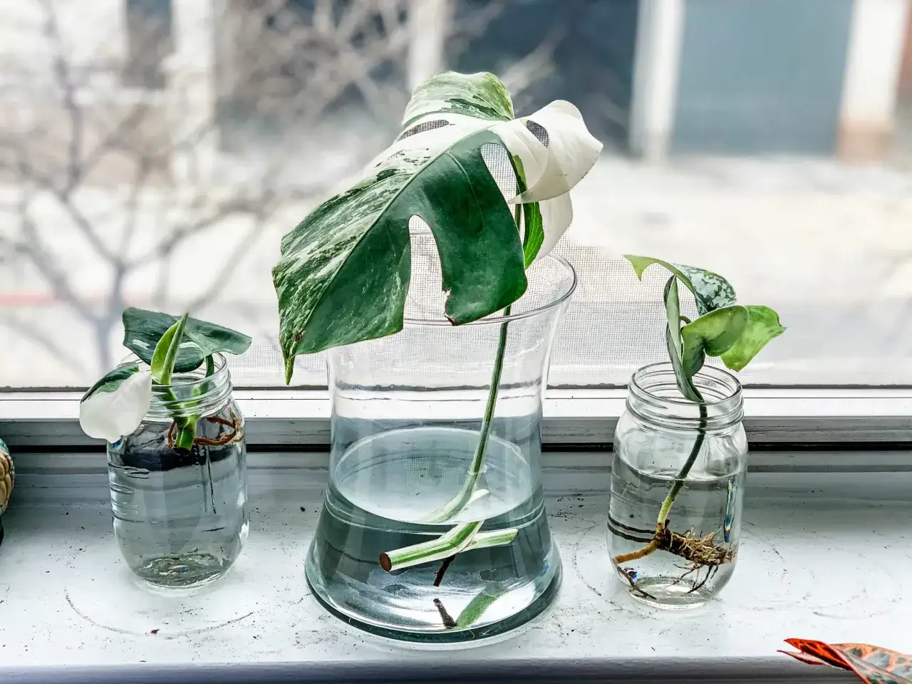Des boutures de plantes, dont un Monstera variegata, enracinent dans l'eau. Ces plantes sont id&eacute;ales pour apprendre quelles sont les plantes que l'on peut bouturer dans l'eau.