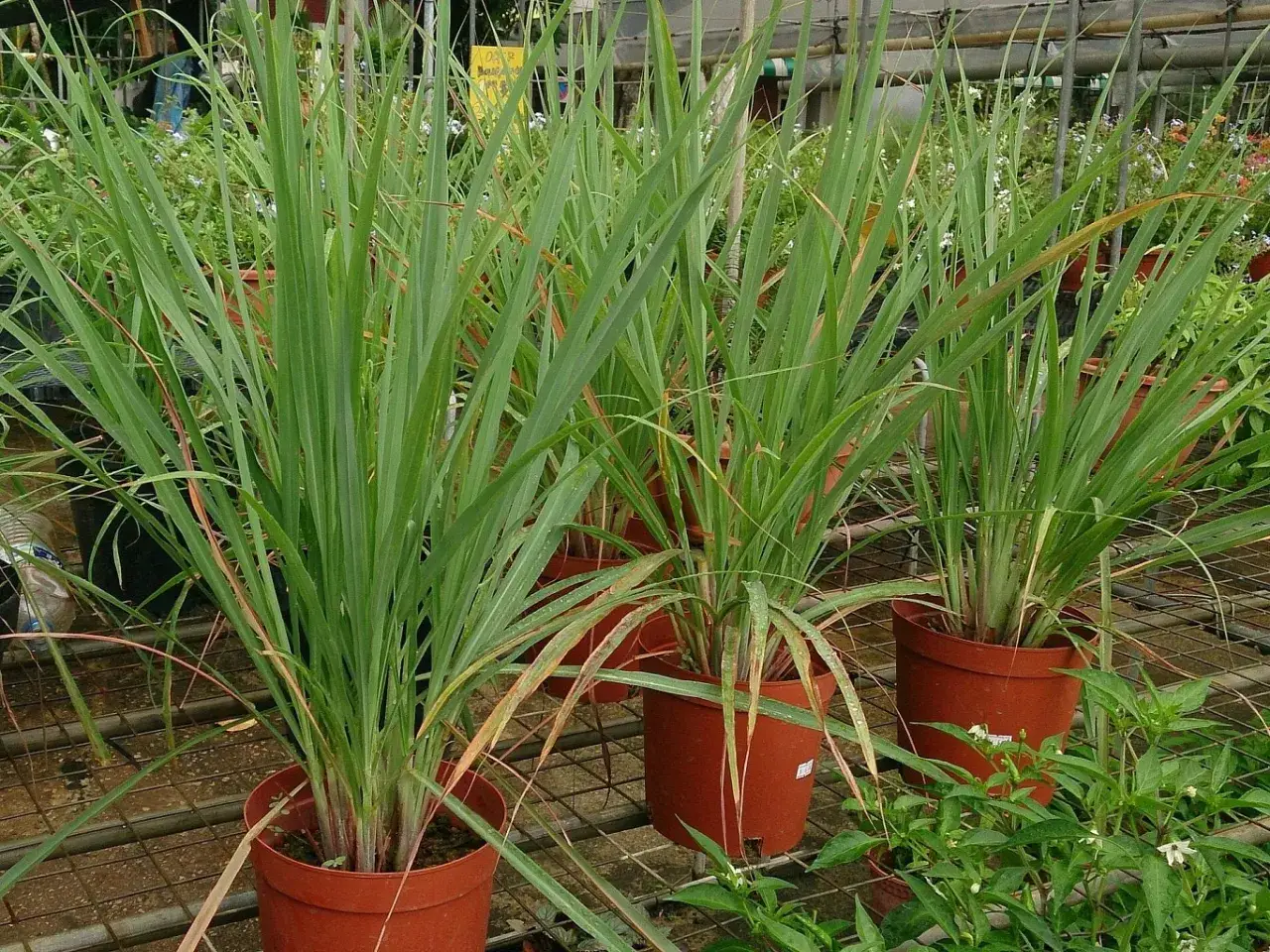 Plusieurs plants de citronnelle en pots sur une &eacute;tag&egrave;re. Ces herbes aromatiques sont pr&ecirc;tes &agrave; &ecirc;tre plant&eacute;es.
