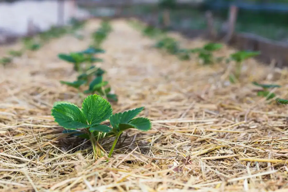 Jeunes plants de fraise dans un paillis de paille. Un petit lapin pourrait se cacher ici pour grignoter.