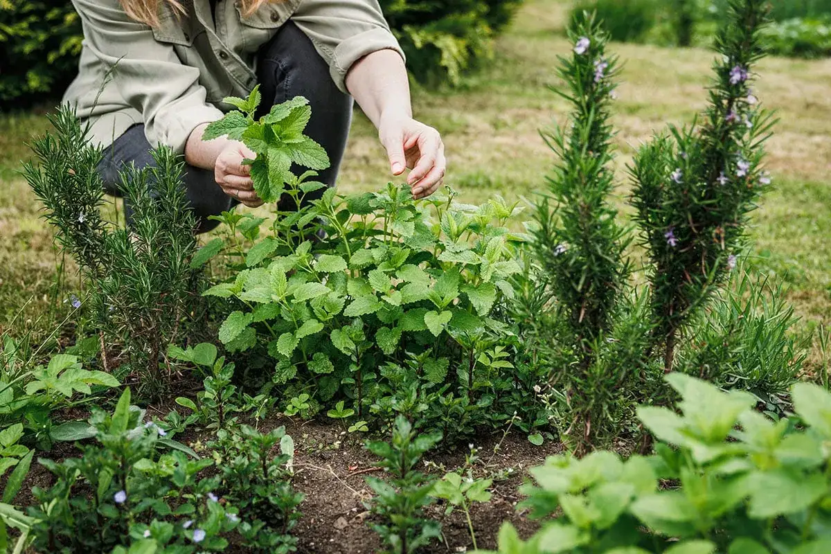 Une main cueille de la menthe fra&icirc;che dans un jardin, montrant comment couper la menthe pour qu'elle repousse. Des plants de romarin sont &agrave; proximit&eacute;.