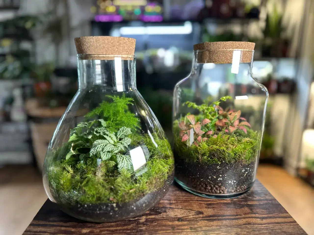 Deux terrariums plantes DIY, l'un avec une foug&egrave;re et l'autre avec des plantes roses et vertes, dans des bocaux en verre bouch&eacute;s en li&egrave;ge.
