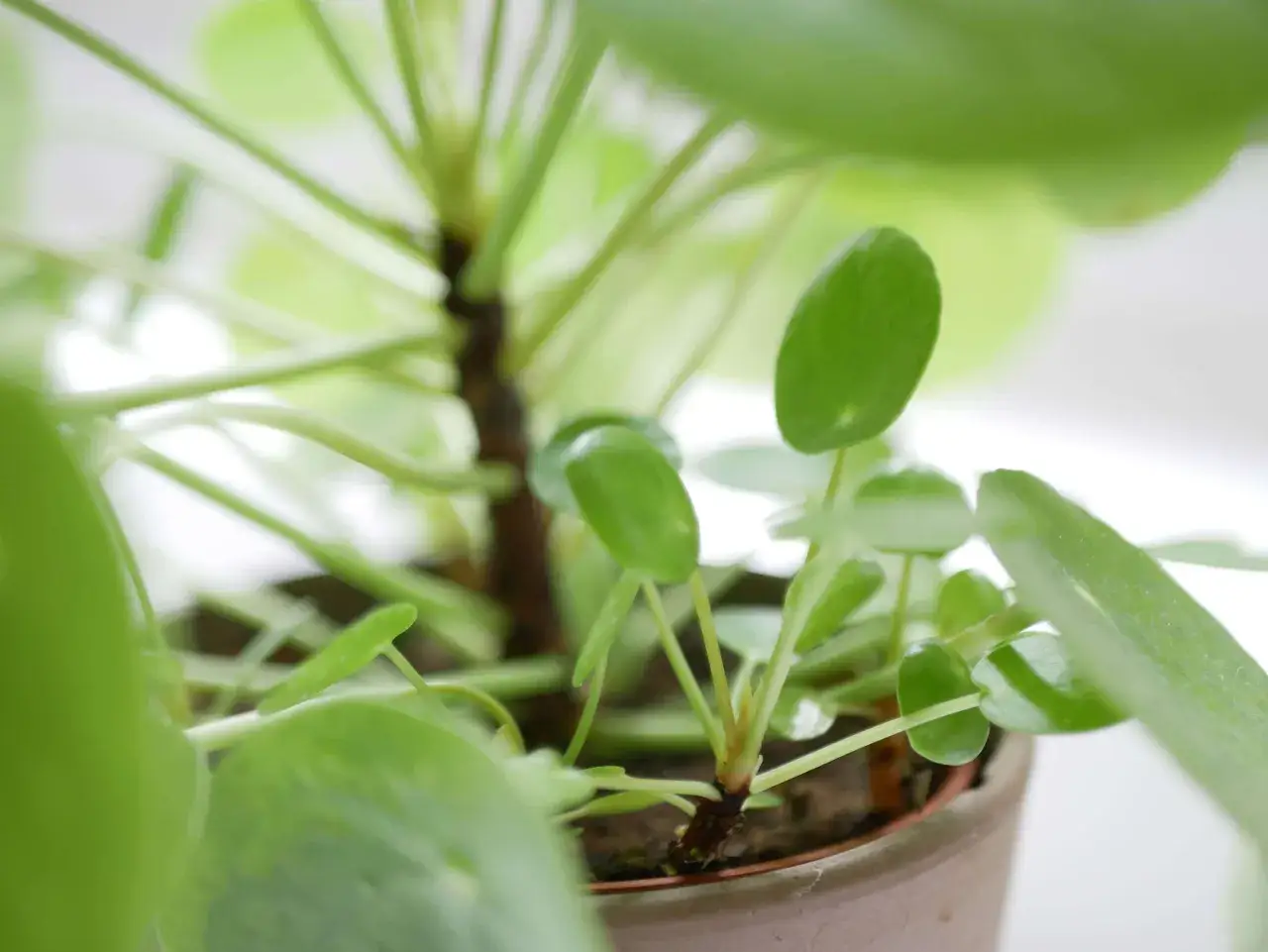 Gros plan sur une pilea bouture, ses feuilles rondes et vertes &eacute;mergent d'un pot en terre cuite.
