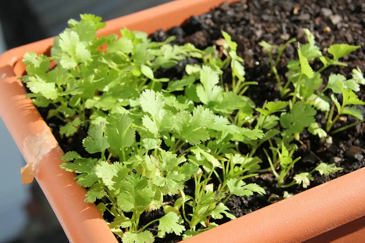 Jeunes pousses de persil en pot, prêtes à parfumer vos plats.