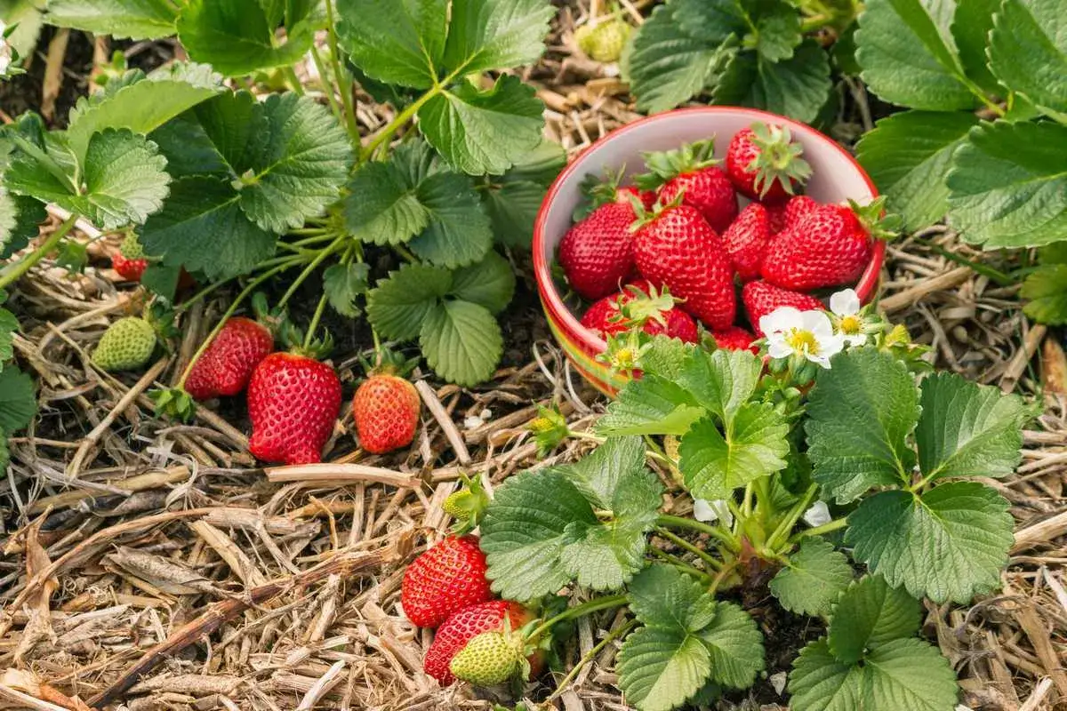 Un bol rempli de fraises rouges et juteuses, avec des plants de fraises et des fleurs blanches &agrave; proximit&eacute;. Une belle vari&eacute;t&eacute; de fraise pr&ecirc;te &agrave; &ecirc;tre d&eacute;gust&eacute;e.